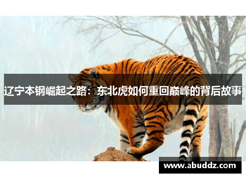 辽宁本钢崛起之路：东北虎如何重回巅峰的背后故事